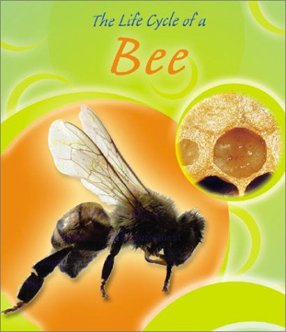 Life Cycle Of A Bee