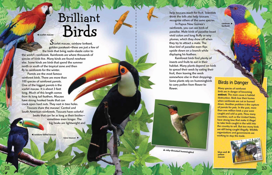 Animal Adventures Rain Forest